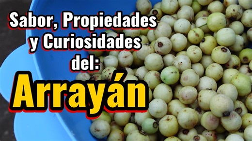 El Arrayán también se conoce como avellano, guayabilla o gayaba de tejón, en este video te muestro el fruto, el árbol, su sabor y cómo se compara con otras especies del género Psidium, además de sus propiedades antioxidantes naturales, aspectos gastronómicos, usos tradicionales y curiosidades culturales y científicos de una de las frutas silvestres más nutritivas y deliciosas. Si te interesa la botánica, la cultura mexicana y las frutas exóticas, suscríbete y comparte este video. #arrayan #fruta