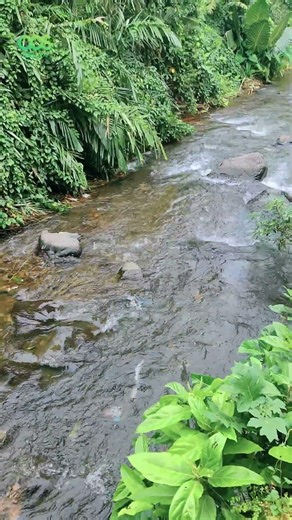 Pure Nature ASMR: Gentle River Flow
