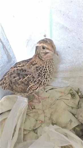 batair ka shekar #shortvideo #shorts #batair_ki_awaz