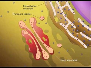 Lysosomes HD Animation