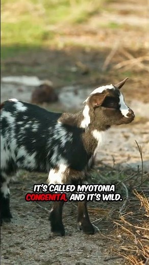 These Goats Faint When Scared