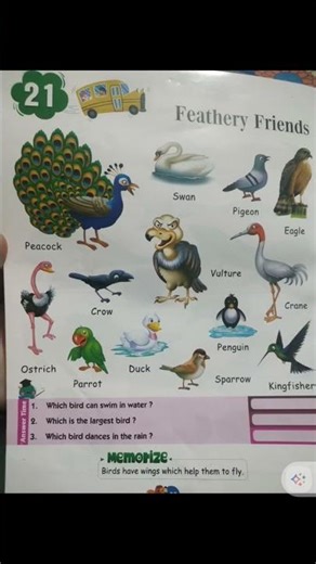 feather birds 🦜🐓🦩