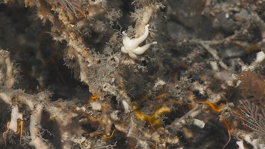 DEEP SEARCH Leg 1 Highlights - NOAA Ocean Exploration