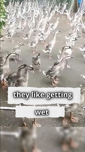 Why Do Ducks Stand Still in the Rain? The Truth Will Surprise You! 🦆🌧️ #duck #animals