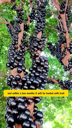 Jabuticaba The Golden Treasure of Fruits | Dodo Garden