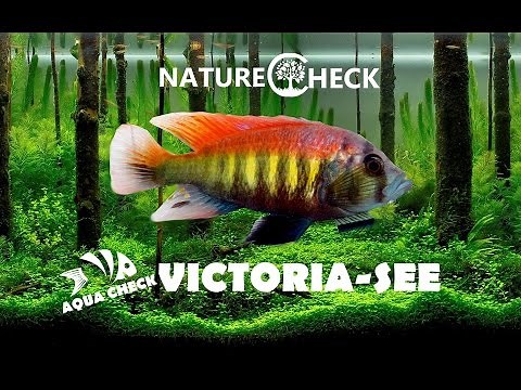 Viktoria See Cichliden - Vielfalt afrikanischer Buntbarsche