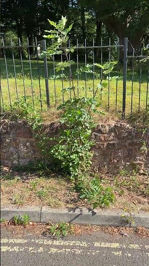 Young common ash tree growing by the side of the road - July 2025