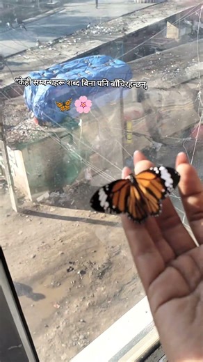 मेरो 🥺🌸 #youtube #love #butterfly #lifeisbutadream #subscribe #missing my heavenly father mother