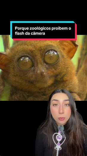 Quando o flash da câmera vira um perigo real (Fontes - SITES: Animal Diversity, Pubmed, Encyclopedia Britannica, Biology Insights. ARTIGOS CIENTÍFICOS: Tarsier Goggles: A Virtual Reality Tool for Experiencing the Optics of a Dark-Adapted Primate Visual System - Emily Caves, Sönke Johnsen, Visual Predation and the Evolution of Primate Vision - Callum F. Ross, The Primate Retina: Comparative Anatomy and Evolution - Stephen Polyak, Evolution of the Tarsier Visual System - S. Moritz, M. Perelman, W.