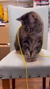 BACON MILKSHAKE The babysitter knows what Penny really needs #pennythecat #bacon #cat #cats #family #catmom #babysitter #cutecats_R_001 | Aymie And Penny