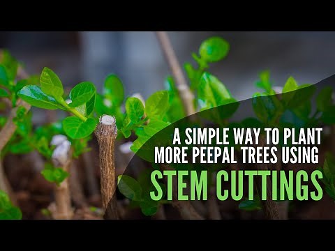 A simple way to plant more Peepal trees using stem cuttings