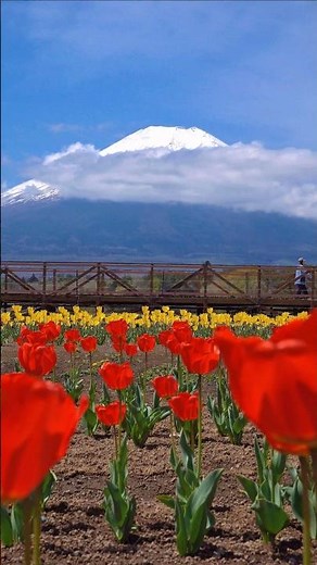 癒しの富士山と花畑Peaceful Mt. Fuji View 4K #fuji #japan #富士山