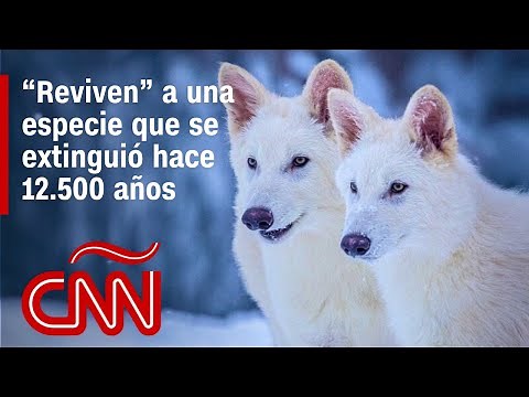 Así fue como científicos aseguran que “revivieron” a un lobo extinto hace 12.500 años