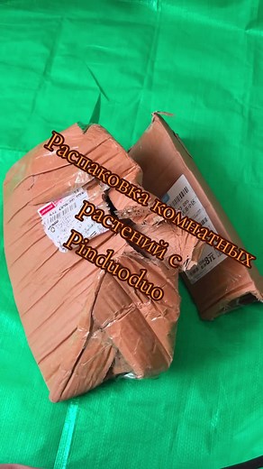 растения с Китая #комнатныерастения #рекомендации #товарыизкитая #распаковка