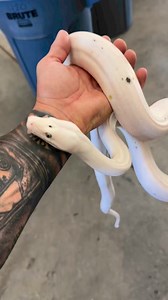 6.1K views · 231 reactions | Moooooooo  #cow #wildfireretics #reticulatedpython #babysnake #whitesnake #reelschallenge | Wildfire Retics | Facebook