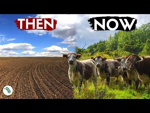 How This Depleted Land Was Transformed into Wilderness - Rewilding Britain