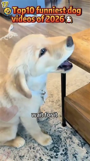 🤣Top10 funniest dog videos of 2026🐶