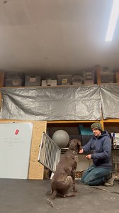 Grace to jest mistrz ucieczek. ￼Dzis nie chciala dac sie dziewczynom zamknąć do klatki. Pokazała zęby. Z Gracę pracuję zupełnie inaczej. To suczka, która gryzie w momencie kiedy obawia się o to, że człowiek ją skrzywdzi. Pracuję pokazując jej, że jestem jej przyjacielem. Po dobroci ale konsekwentnie. Nie może ona ustalać granic. Nie warto walczyć z psem. Ja uczę wchodzenia i wychodzenia. Pokazuje to jako dwa zachowania tak samo nagradzane. | Legendary StarDust Farm