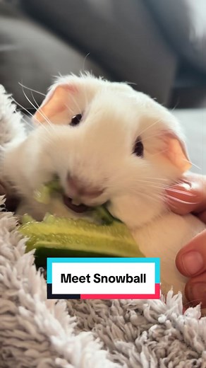 Meet Snowball: Caring for a Single Guinea Pig