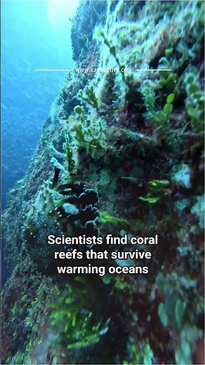 Super Reefs: Scientists Find Climate-Resilient Coral Across 71 Countries