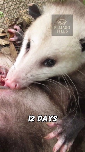 Shortest vs Longest Animal Pregnancy 😱 22 Months?!