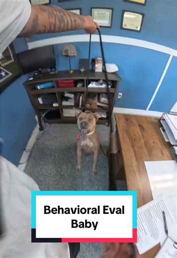 Understanding Aggression in American Bully Dogs