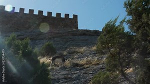 goats pasturing near the ancient fortress