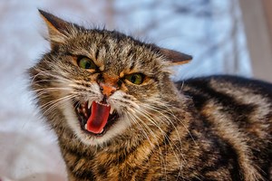 Why do cats hiss? 6 possible reasons behind this unsettling behavior