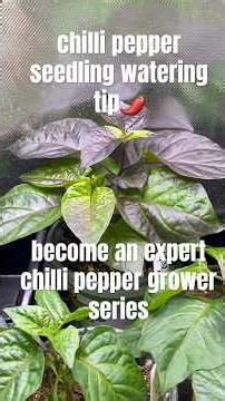 chilli pepper seedling watering tip - chilli plants are highly susceptible to root rot🌶️