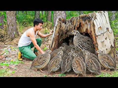Catching 1000+ Giant Wild Quail and Fresh Eggs from a Stream — Survival Skills in the Wild
