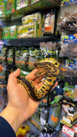 Ball pythons are great beginner reptiles thanks to their calm nature and easy care! 🏠 Housing: • Babies/Juveniles: 20 gal / Medium Exo Terra • Juveniles/Adults: 40 gal Large Exo Terra • Adults: 75 gallon/ 4’x2’x2’ • 2 hides (warm & cool) light climbing for enrichment 🌡️ Temps & Humidity: • 75–80°F cool side | 88–92°F warm side (up to 95°F basking) • Humidity 50–60% (60–70% during sheds) 🍽️ Feeding: • Frozen-thawed rodents • Juveniles weekly | Adults every 1–2 weeks 💧 Care Notes: • Fresh wate