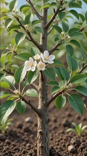 how to grow apple plants from seeds | how to grow apple fruit | @MrBeast