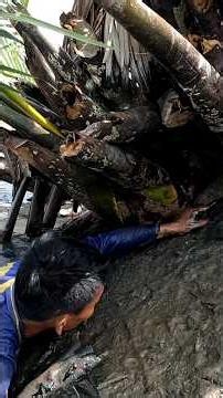 Amazingly, this fisherman found a mangrove crab nest