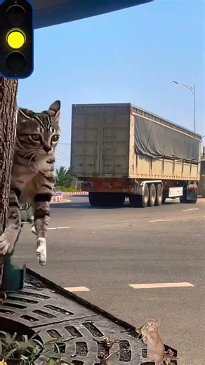 Phản ứng nhanh nhẹn hài hước của chú mèo khi nghe tiếng còi xe tải vui nhộn