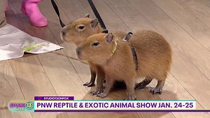 Meet capybaras at the Pacific Northwest Reptile & Exotic Animal Show