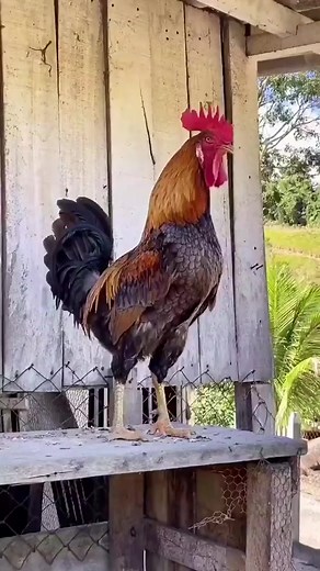 🐶🐱😺🐼🐵#shorts #animals #tiktok #fyp #viral #Wildlife#clips #cuteanimals #funnyanimals #funny