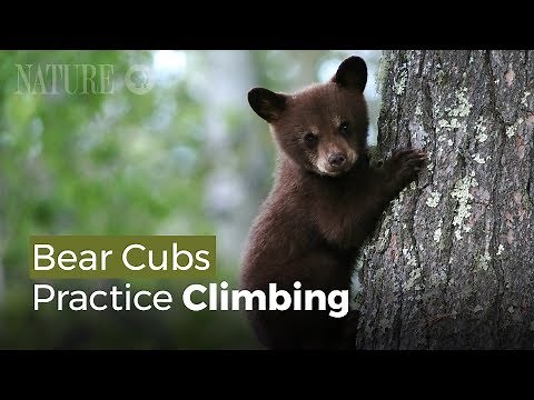 Baby Bears Climb Trees