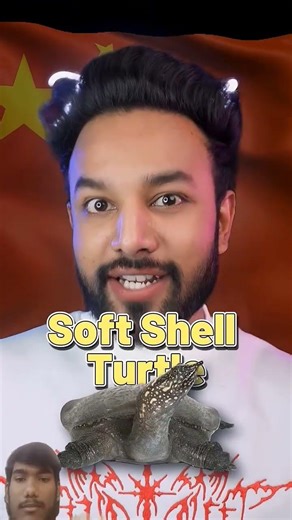 Turtle Speed Vs tortoise speed #phd #turtle