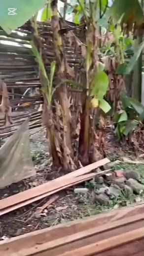 Proper pen construction for snail | AgroCycle