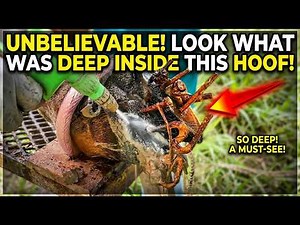 Cow Hoof Care Rescue Deep Cleaning, Cutting & Hoof Trimming - Step-by-Step Treatments