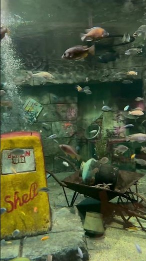 A Mesmerizing World Underwater: The Beautiful Huge Aquarium