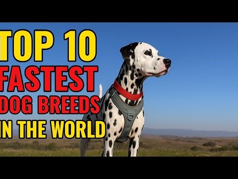 “Top 10 Fastest Dogs on Earth – You Won’t Believe #1!”