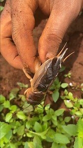 16K views · 268 reactions | Technique Catching Crickets In Deep Hole Very Easier Using Venomous Ants | NaturalLife IQ | Facebook