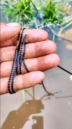 Toad Egg Chain Harvest: A Look Inside a Toad Farm in China 🐸🥚 💥