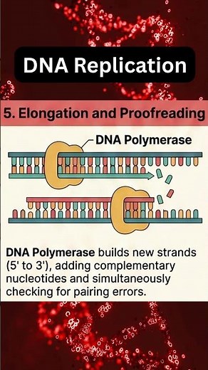 DNA Replication #science #biology #neet #scienceexplained