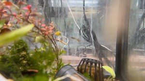 Galaxy Rasbora (Celestichthys margaritatus), a stunning freshwater fish native to small ponds and streams in Myanmar (Burma). Known for its striking, starry pattern and peaceful nature, this species thrives in densely planted aquariums. | Pet Zone Tropical Fish, San Diego, California