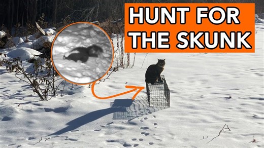 Thirty-day diary documents the hunt for a farm skunk