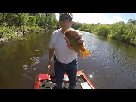 Edisto river Redbreast & Shellcracker