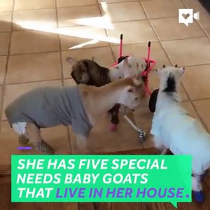 When these special needs goats required extra care, this woman quit her job to save them. via Humankind | NEWS CENTER Maine