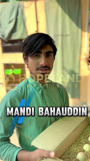 12 Beautiful Shamo Eggs from Mandi Bahauddin